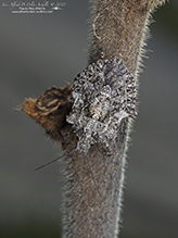 Click to enlarge rough stink bug (Brochymena arborea) 01