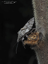Click to enlarge rough stink bug (Brochymena arborea) 02