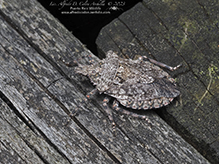 rough stink bug (Brochymena arborea) - Featured photo