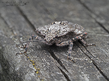Click to enlarge rough stink bug (Brochymena arborea) 04