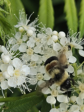rusty-patched bumble bee 05