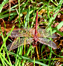 saffron-winged meadowhawk - Featured photo