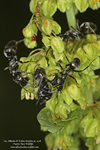 Click to enlarge silky field ant 01