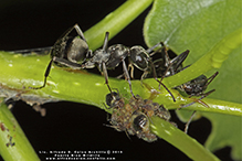 Click to enlarge silky field ant 02