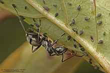 Click to enlarge silky field ant 04