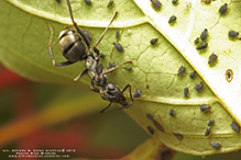 Click to enlarge silky field ant 05