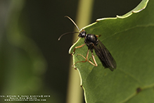 Click to enlarge silky field ant 06
