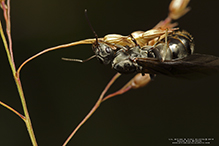 Click to enlarge silky field ant 07