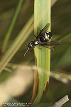 Click to enlarge silky field ant 08