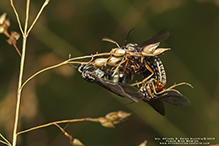 Click to enlarge silky field ant 10