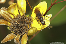 Click to enlarge silky field ant 11