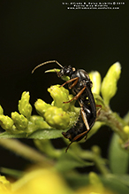 Click to enlarge silky field ant 12