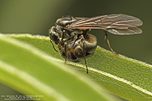 Click to enlarge silky field ant 15