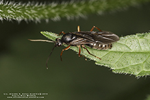 Click to enlarge silky field ant 17