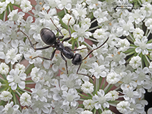 Click to enlarge silky field ant 18