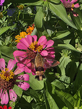 snowberry clearwing 12