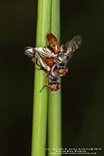 Click to enlarge soybean nodule fly 02