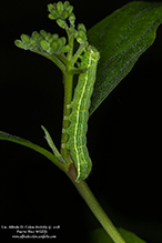 speckled green fruitworm moth