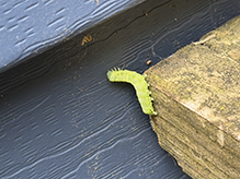 speckled green fruitworm moth 03