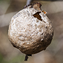 spongy oak apple gall wasp - Featured photo