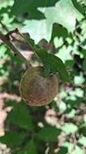 spongy oak apple gall wasp 13