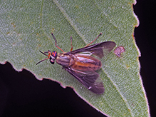 striped deer fly 02
