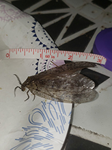 summer fishfly 04