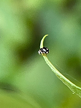 ten-spotted spurleg - Featured photo
