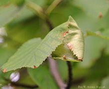 tortricid leafroller moth 02