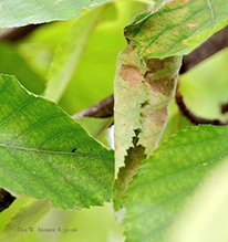 tortricid leafroller moth 03
