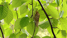 Click to enlarge tortricid leafroller moth 04