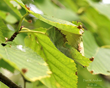 Click to enlarge tortricid leafroller moth 05
