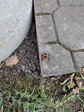 tricolored bumble bee 28