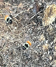 Click to enlarge tricolored bumble bee 29