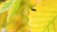 paper birch 08
