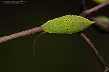 typical leafhopper (Gyponana sp.) 02