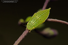 typical leafhopper (Gyponana sp.) 03