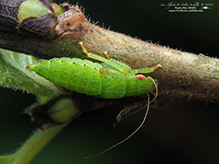 typical leafhopper (Gyponana sp.) 05