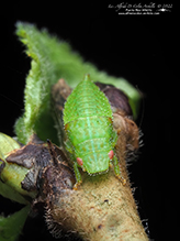 typical leafhopper (Gyponana sp.) 06