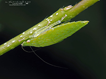 typical leafhopper (Gyponana sp.) 07