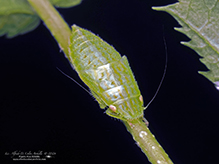 typical leafhopper (Gyponana sp.) 08