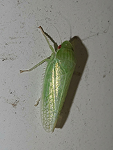 typical leafhopper (Gyponana sp.) - Featured photo