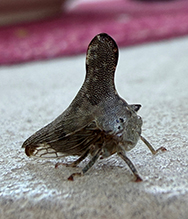 typical treehopper (Glossonotus acuminatus) - Featured photo