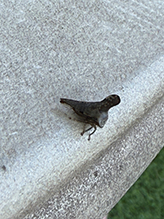 typical treehopper (Glossonotus acuminatus) 04