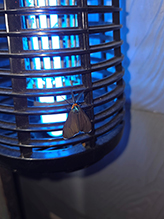 Click to enlarge Virginia ctenucha 21