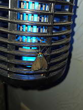 Click to enlarge Virginia ctenucha 22