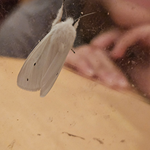 Virginian tiger moth 17