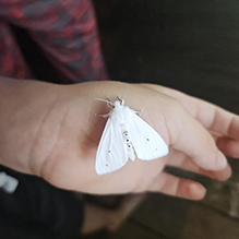 Virginian tiger moth 18