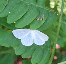 vestal moth 01
