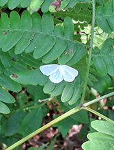 vestal moth 02